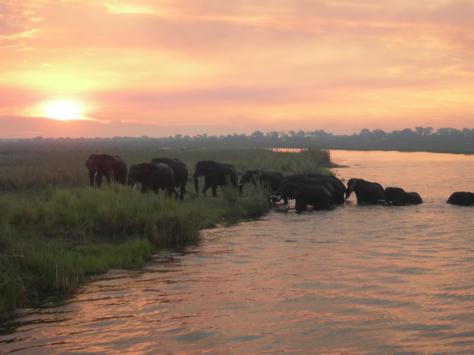 Ngepi camp is situated on the banks of the Okavango river