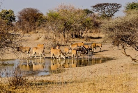 Conservancies assist Namibia's conservation efforts. 